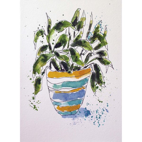 Dieffenbachia en maceta naranja y azul